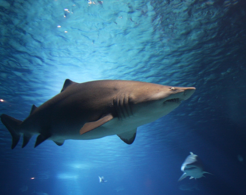 Strong Teeth Comparison-1-2-3-4-5