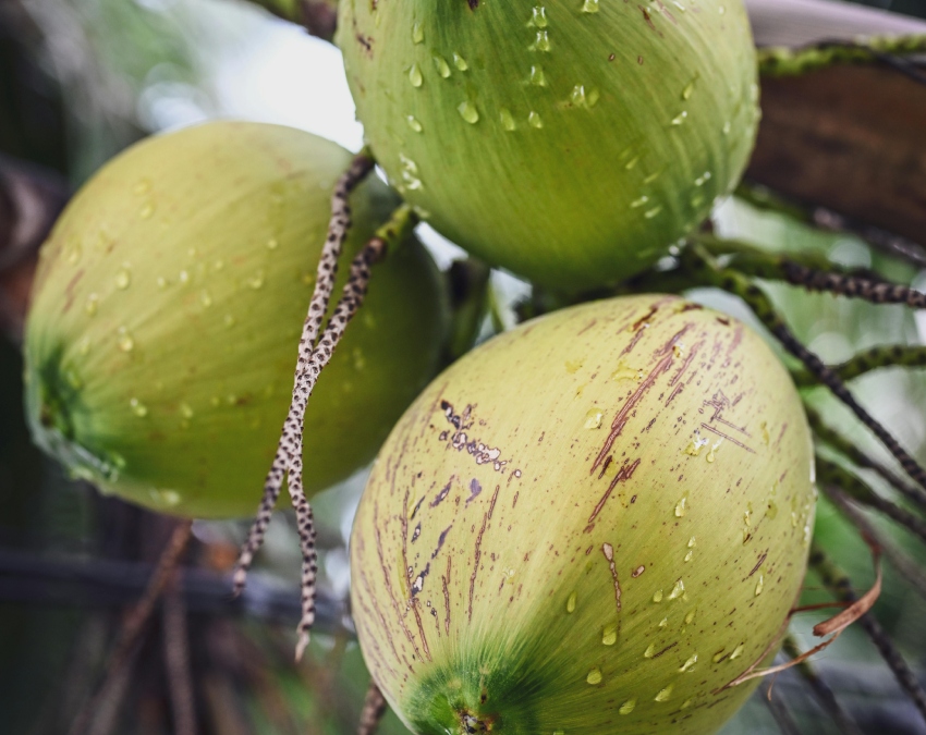 How To Choose Coconut-1-2-3-4-5-6