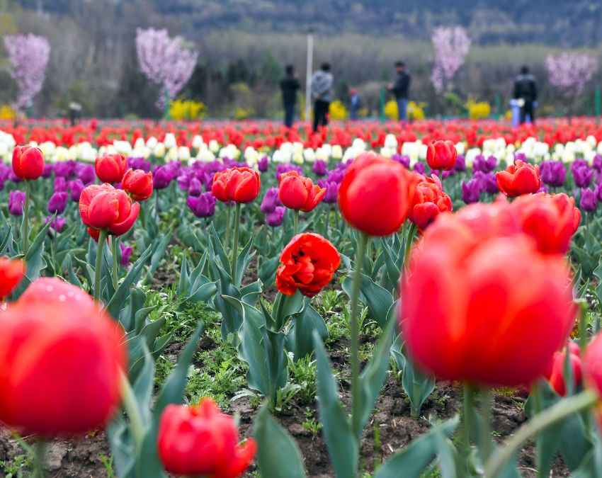खिलते ट्यूलिप का नजारा
