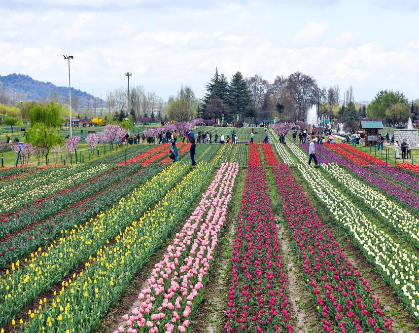 Tulip Front -1-2-3-4-5-6-7-8