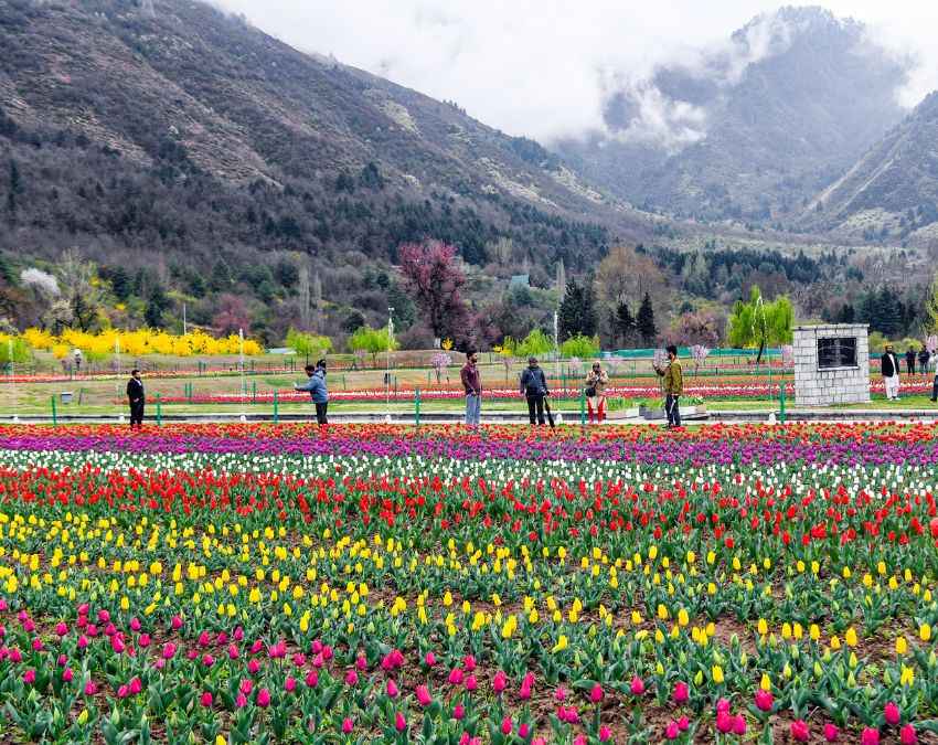 'ट्यूलिप गार्डन' देखने आए लोग