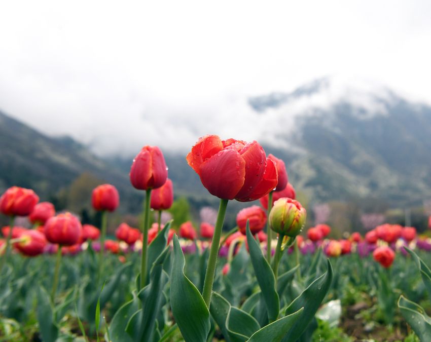 Tulip Front -1-2-3-4-5-6-7-8-9-10