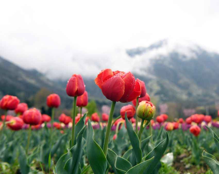 ट्यूलिप गार्डन में खिलता ट्यूलिप