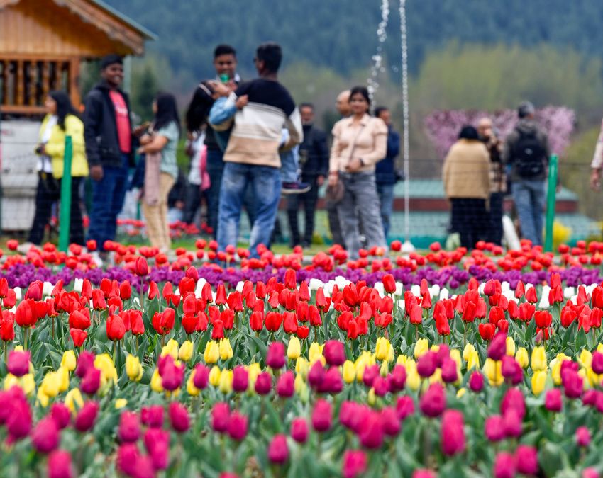 Tulip Front -1-2-3-4-5-6-7-8-9-10-11