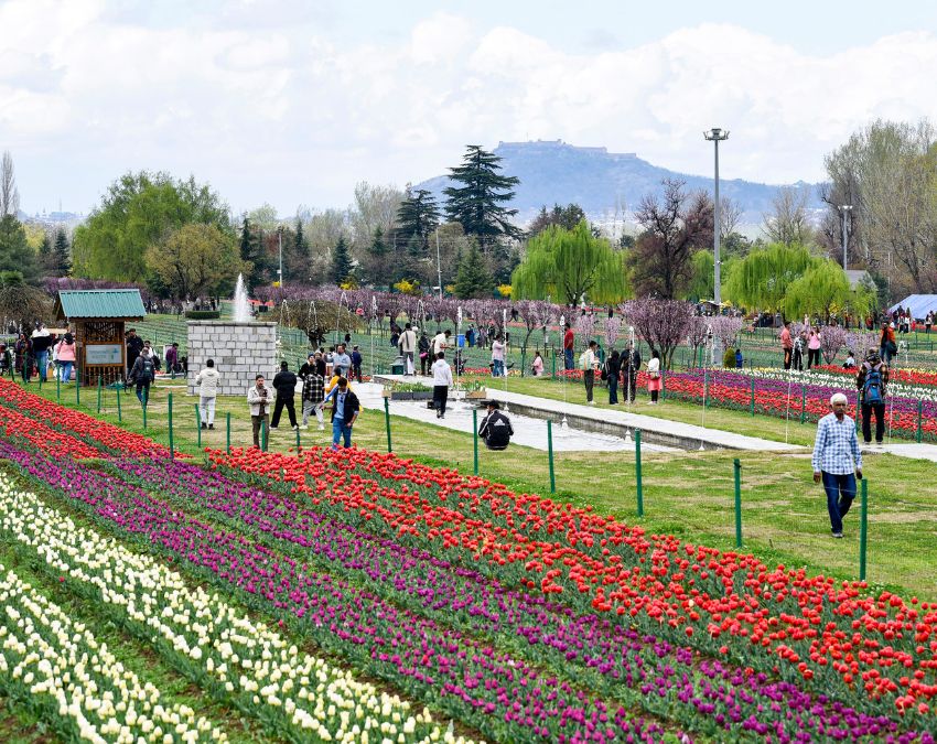 Tulip Front -1-2-3-4-5-6-7-8-9-10-11-12