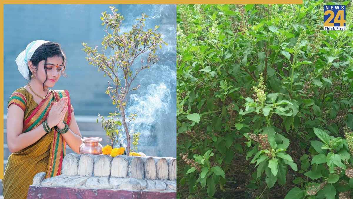 Tulsi Plant Care Tips