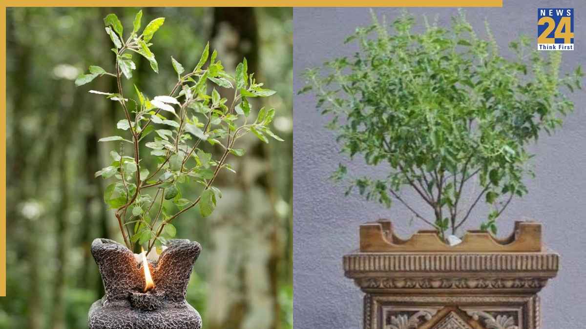 तुलसी का पौधा सूखने की टेंशन खत्म! बस डालें ये घरेलू चीजें, देखें कैसे बढ़ेगी घर की रौनक