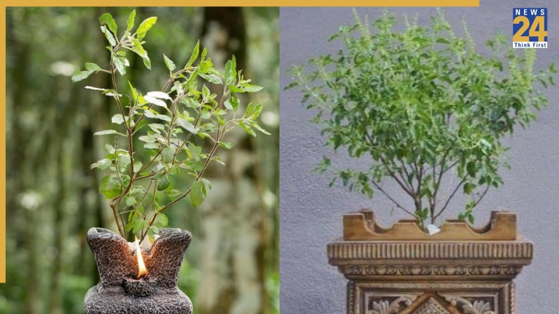 Tulsi Plant Care Tips Hindi