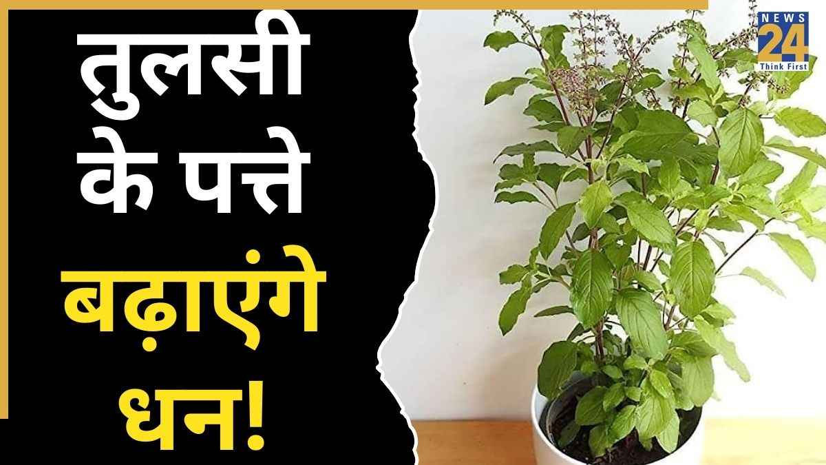 Tulsi ke Upay: तुलसी के पत्तों के इन उपायों से नहीं रहेगी धन की कमी, हाथ में टिकने लगेगा पैसा