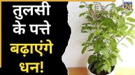 Tulsi-ke-Upay