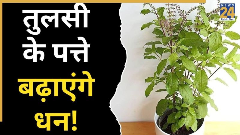 Tulsi-ke-Upay