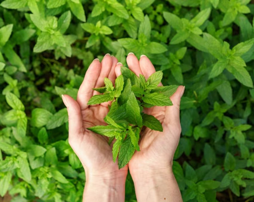 Lungs Cancer Symptoms-1-2-3