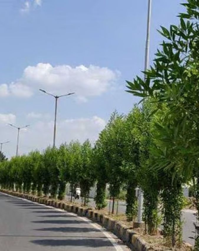 Benefits of plants on Divider-1-2-3-4-5-6-7