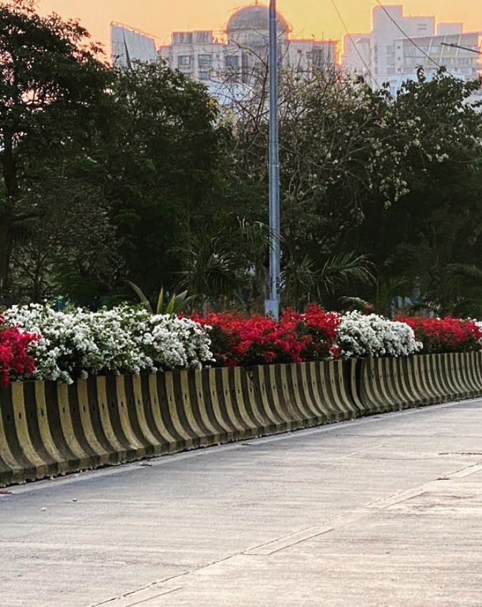 Benefits of plants on Divider-1-2-3-4