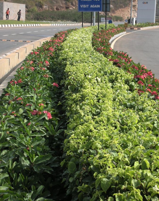 Benefits of plants on Divider-1-2