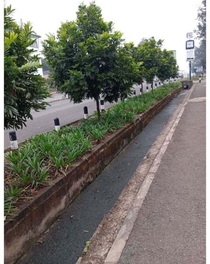 Benefits of plants on Divider-1-2-3