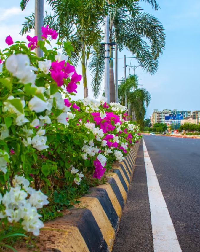 Benefits of plants on Divider-1-2-3-4-5