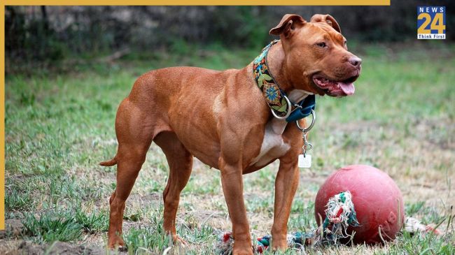 Pitbull Unleashed On Cops During Probe In Rajasthan
