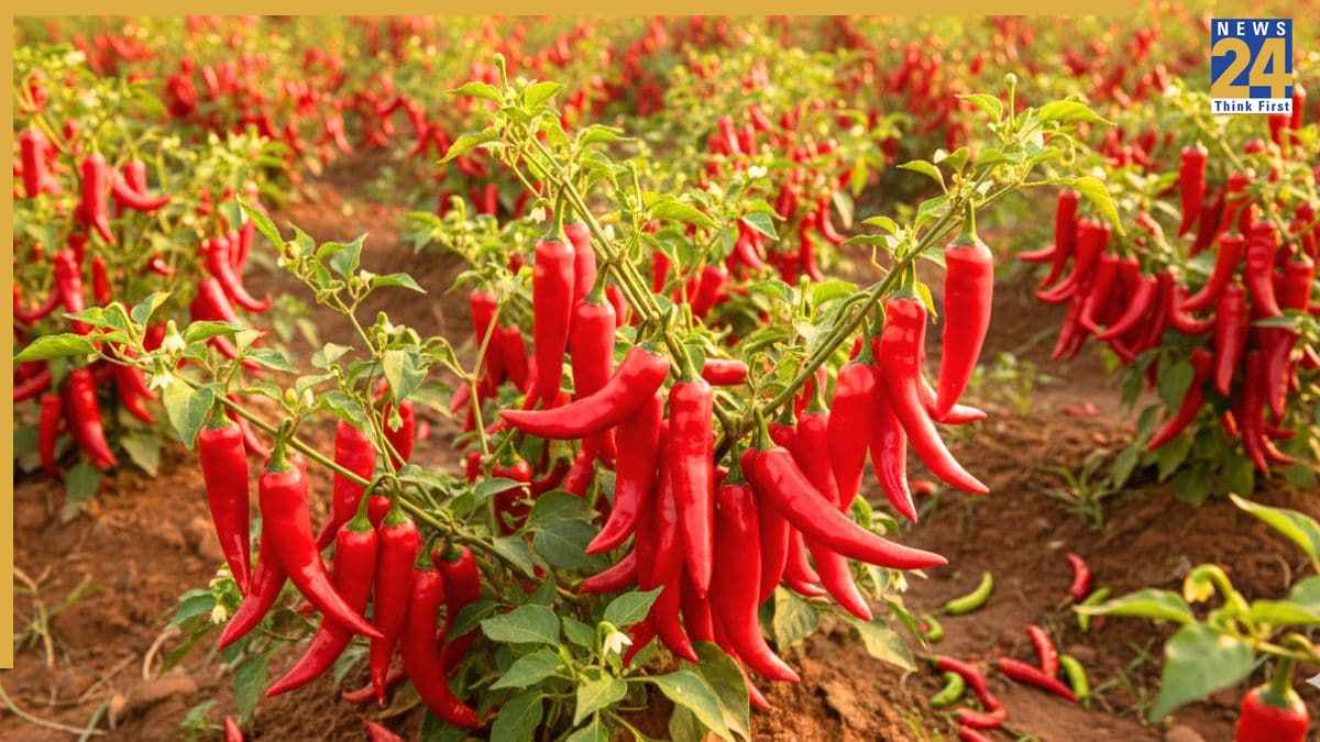 Guntur Chilli capital of India