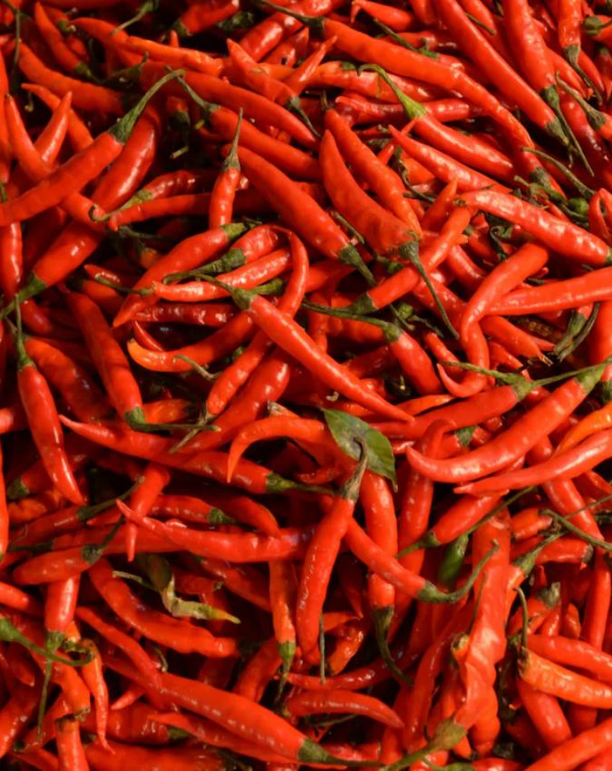 Guntur Chilli capital of India Guntur Chilli capital of India-1-2-3-4