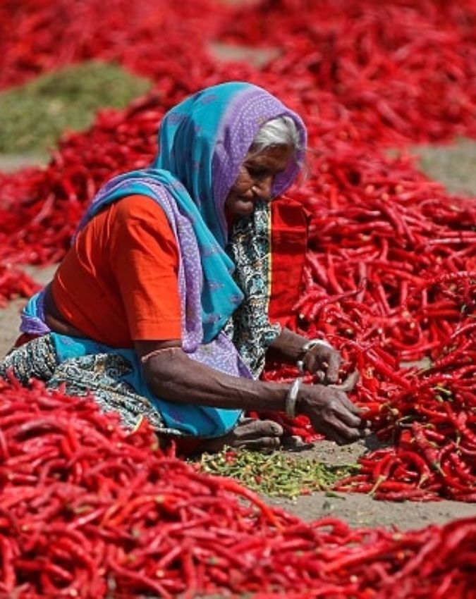 Guntur Chilli capital of India Guntur Chilli capital of India-1-2