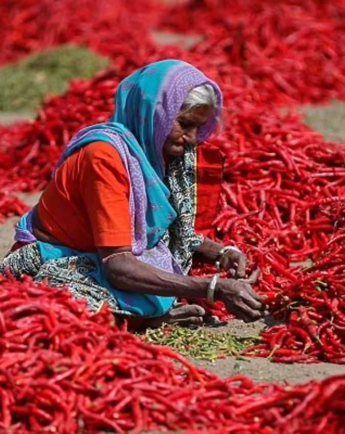 भारत की चिली कैपिटल है गुंटूर