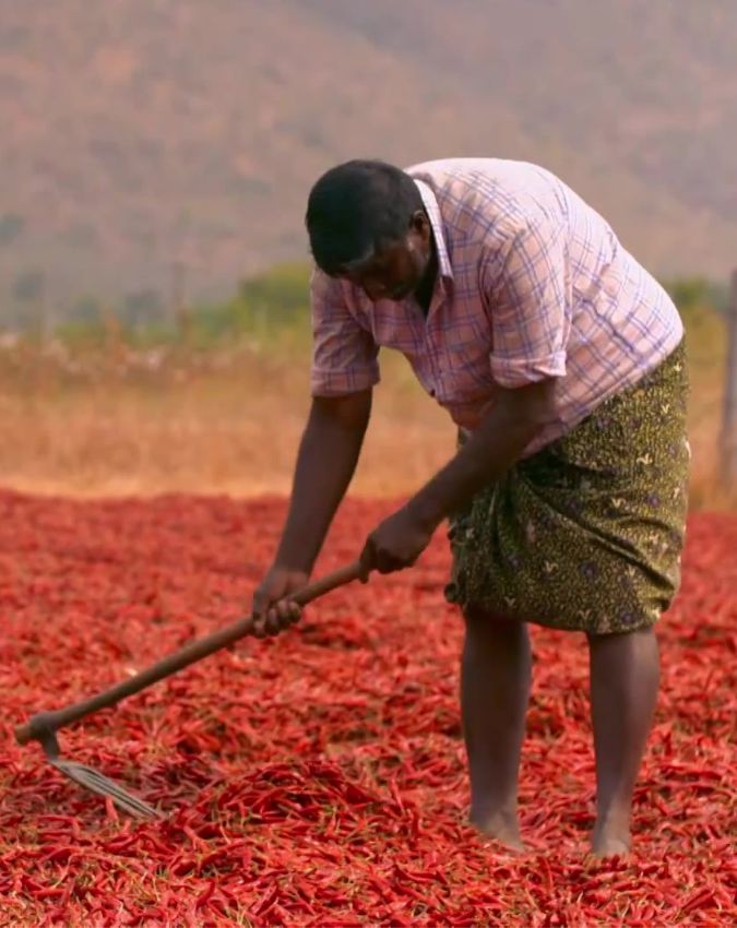 Guntur Chilli capital of India Guntur Chilli capital of India-1-2-3-4-5-6