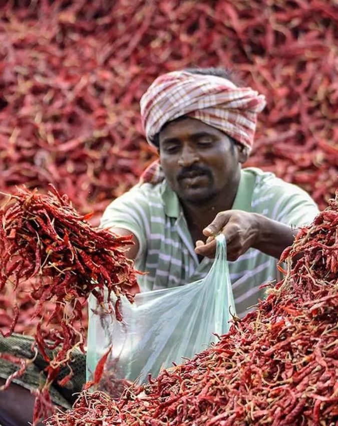 Guntur Chilli capital of India Guntur Chilli capital of India-1-2-3-4-5-6-7