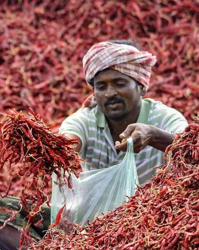 ‘गुंटूर सन्नम’ मिर्च है खास