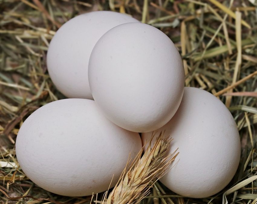 raw egg eating side effects raw egg eating side effects-1-2-3