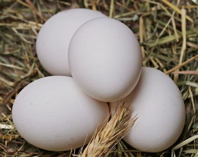 raw egg eating side effects-1-2-3