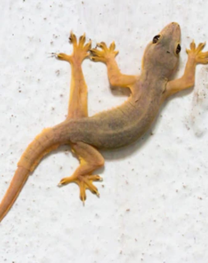 How To Get Rid Of Lizards At Home How To Get Rid Of Lizards At Home-1-2