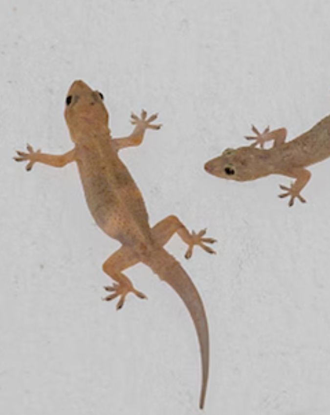 How To Get Rid Of Lizards At Home How To Get Rid Of Lizards At Home-1-2-3-4-5-6-7-8-9