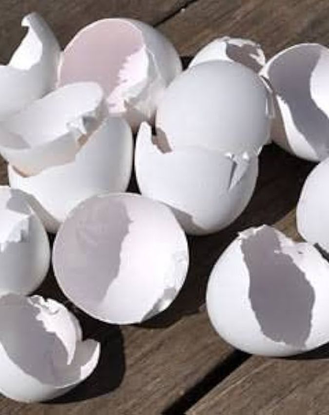 How To Get Rid Of Lizards At Home How To Get Rid Of Lizards At Home-1-2-3-4