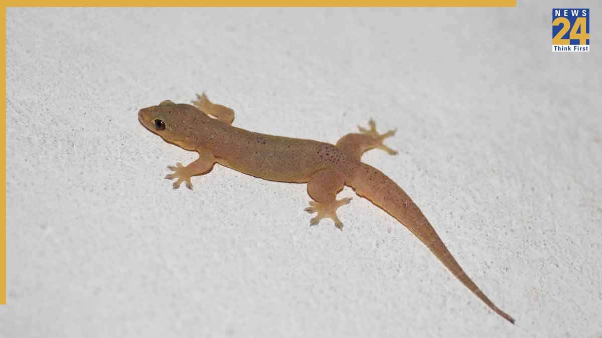 How To Get Rid Of Lizards At Home