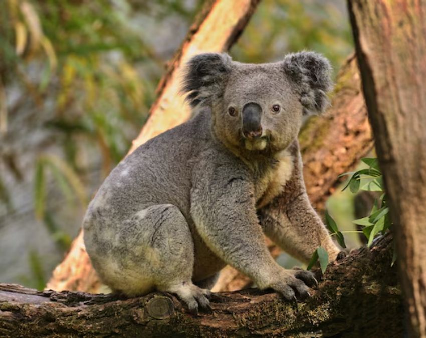 animals living without drinking water-1-2-3-4