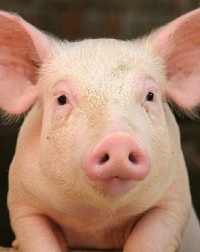 pig hanged in france-1-2-3