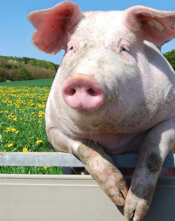 pig hanged in france-1-2