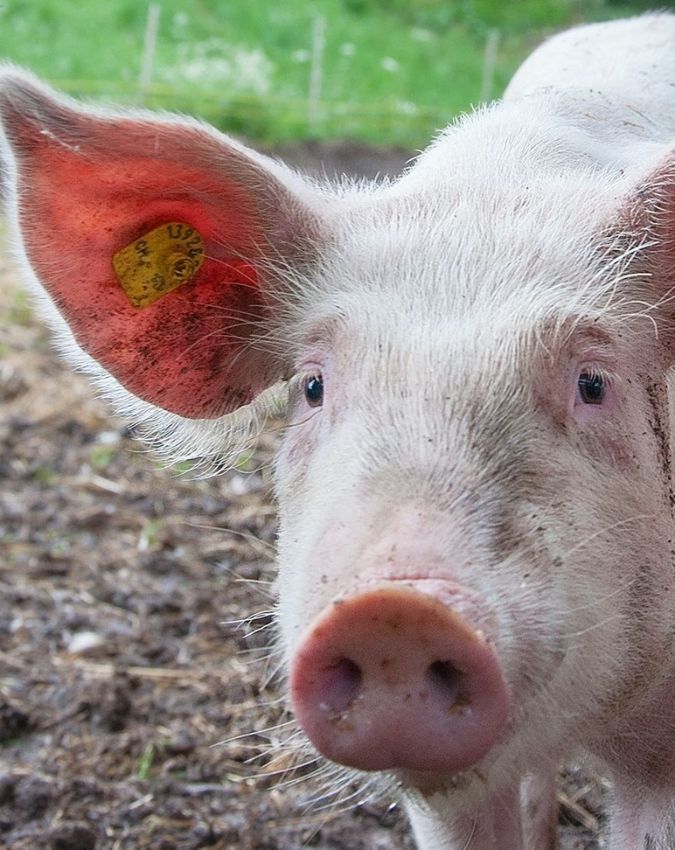 pig hanged in france-1-2-3-4