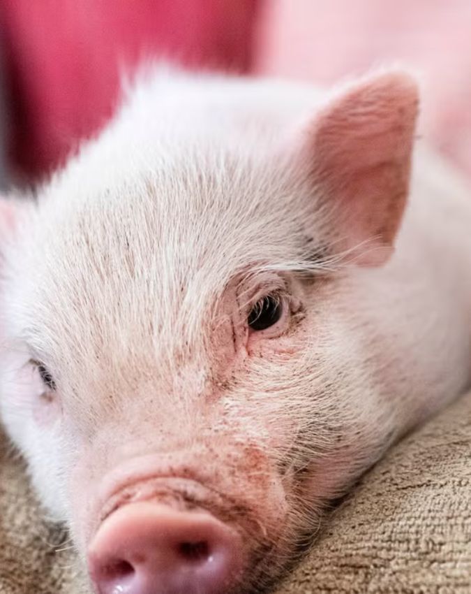 pig hanged in france-1-2-3-4-5