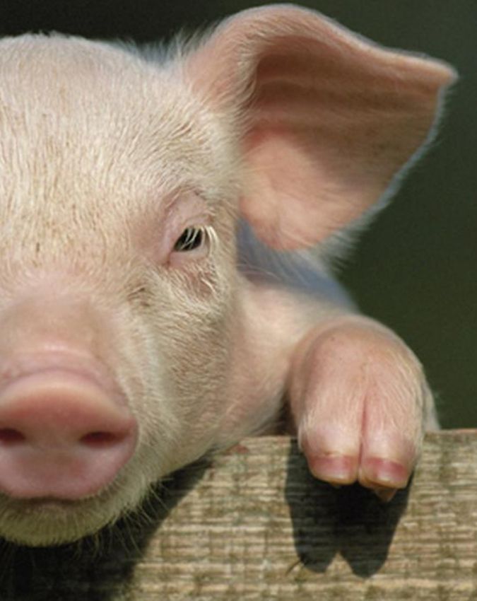 pig hanged in france-1-2-3-4-5-6