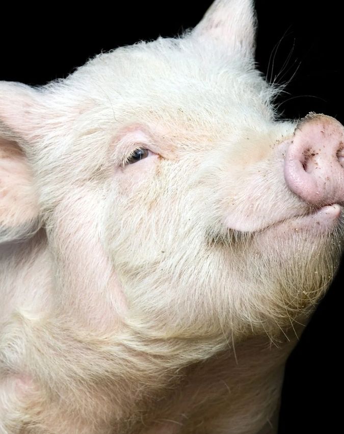 pig hanged in france-1-2-3-4-5-6-7