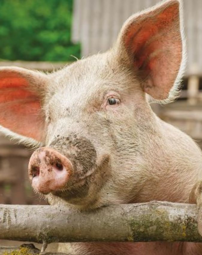 pig hanged in france-1-2-3-4-5-6-7-8