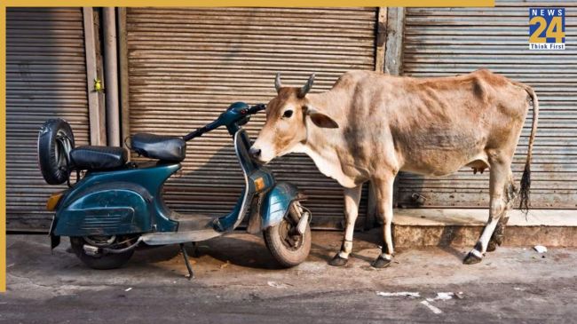 Cow Fine Delhi