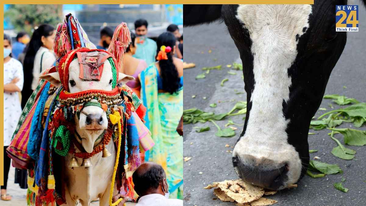 What Should Not Feed To Cow