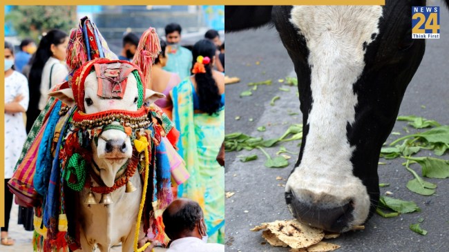 What Should Not Feed To Cow