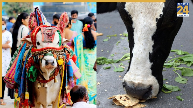 What Should Not Feed To Cow