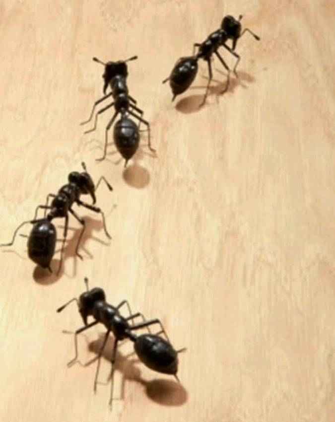 काली चींटियां मानी जाती हैं शुभ संकेत