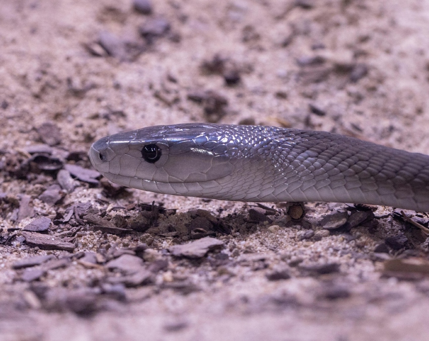 World Most Venomous snake-1-2-3