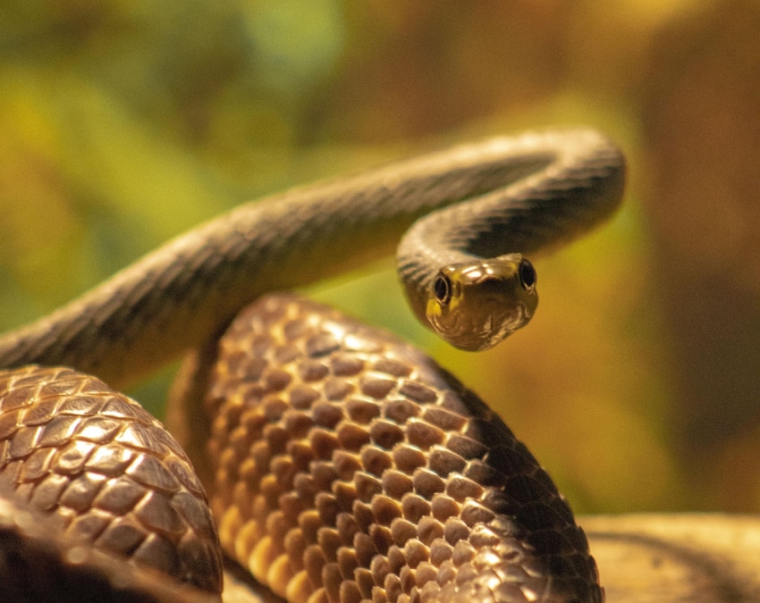 World Most Venomous snake-1-2-3-4